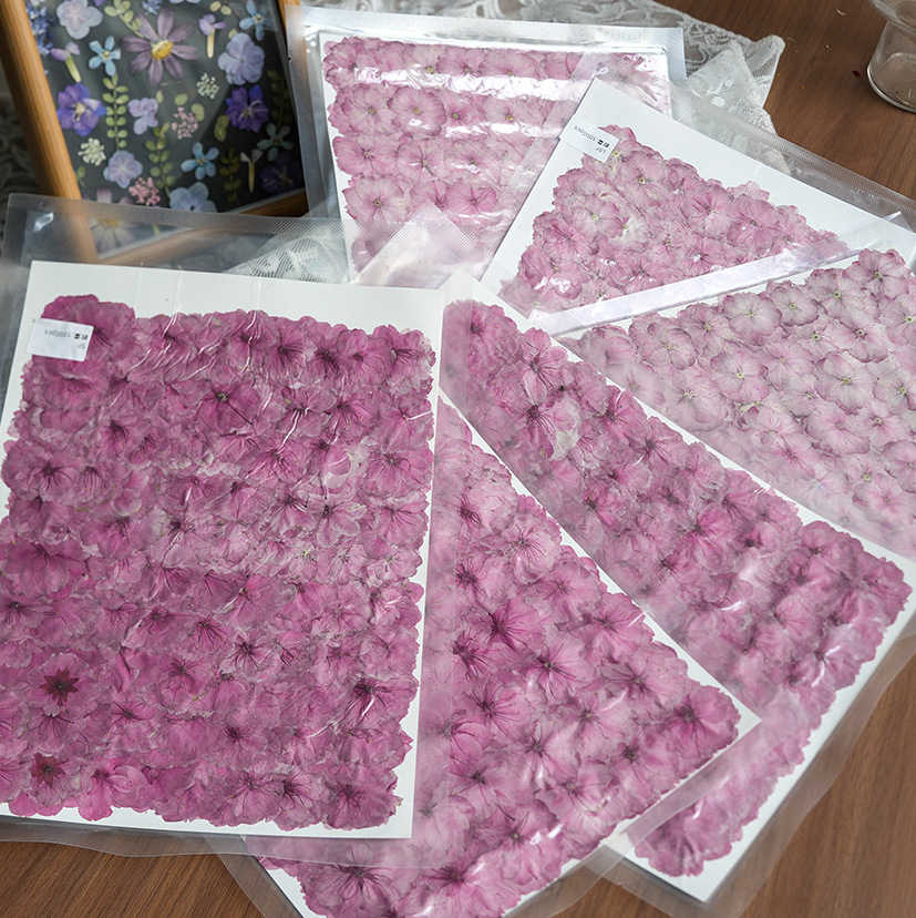 Potpourri Dried Flower - Spring Cherry Blossom Dried Flower Pressed